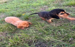 Cocker Spaniel dogs for sale: Last two ‼️ £1250 Kc reg show cocker puppies  - Image 12