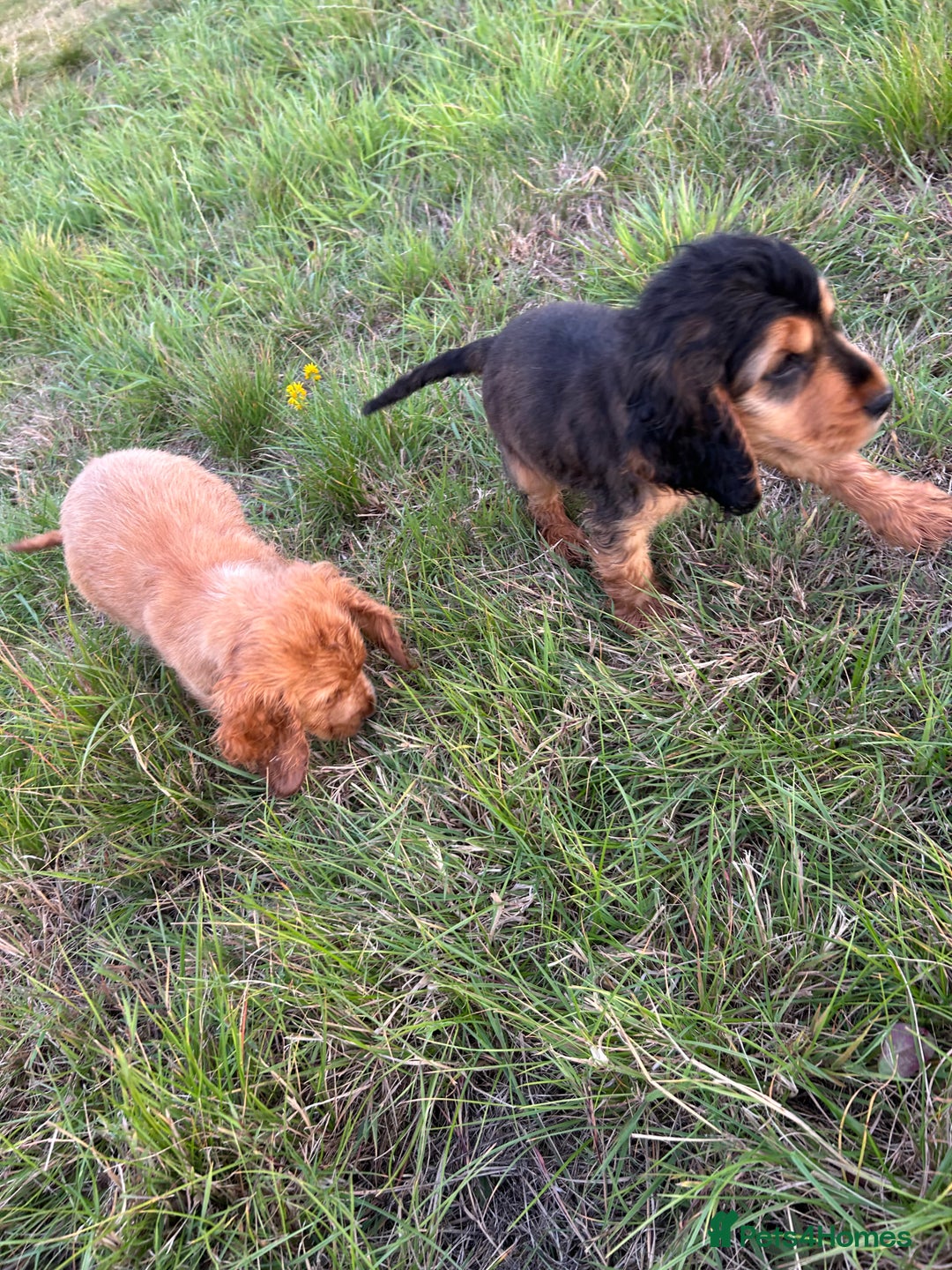 Cocker Spaniel dogs for sale: Last two ‼️ £1250 Kc reg show cocker puppies  - Image 12