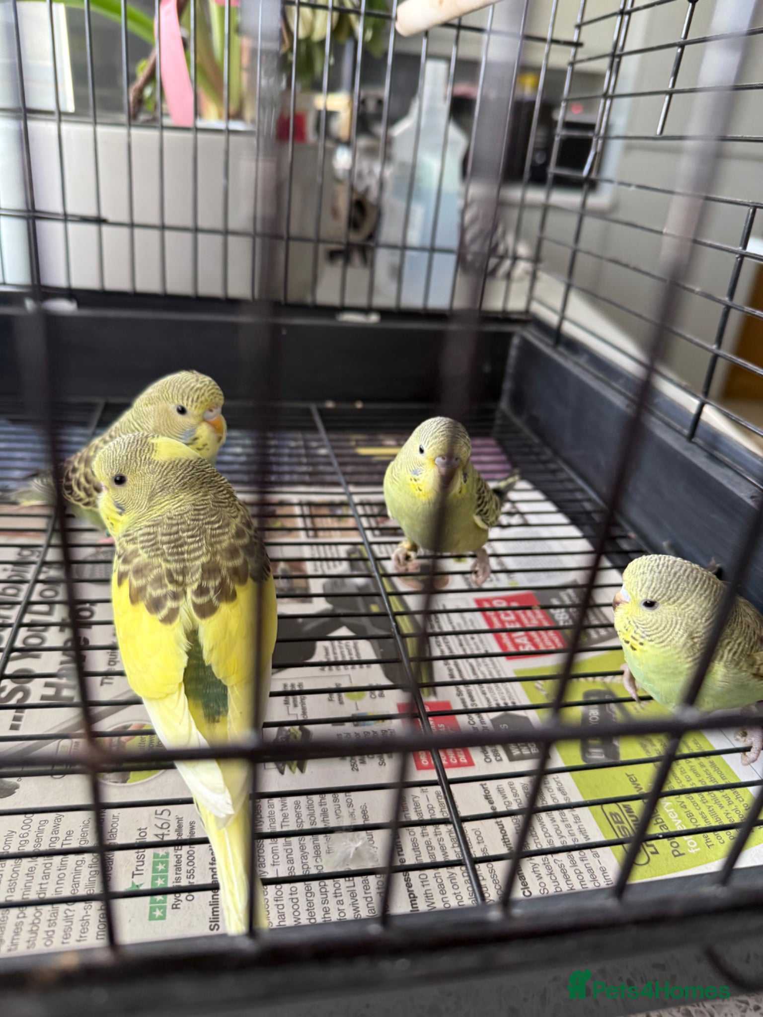 Budgerigars birds 4 baby budgies  - Advert 3