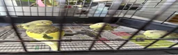 Budgerigars birds for sale: 4 baby budgies  - Advert 1