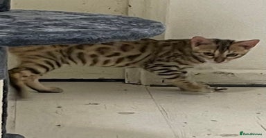 Bengal cats - Advert 3