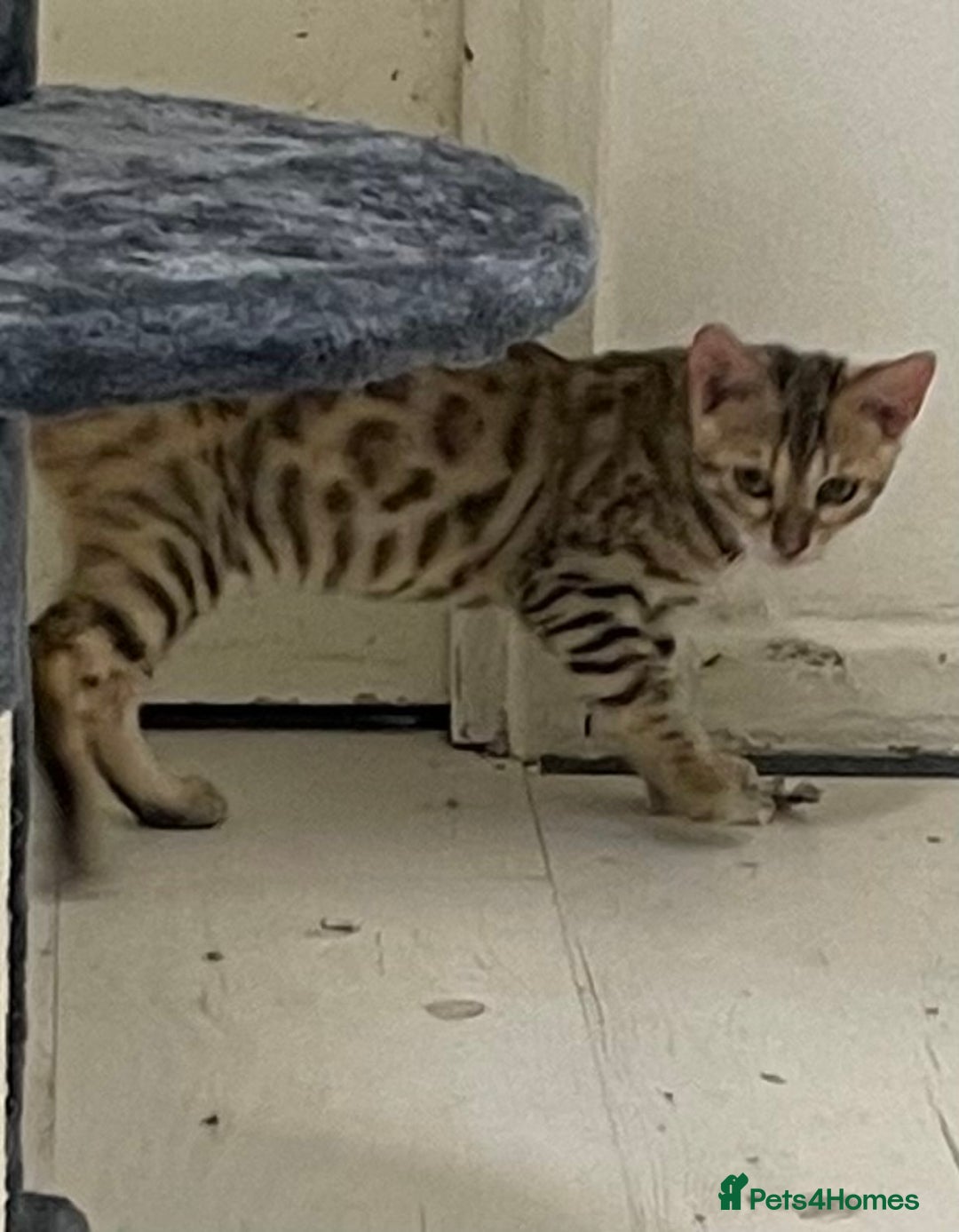Bengal cats for sale: Marble bengal boy and bengal girl - Image 2