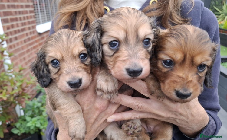 Miniature Dachshund dogs - Advert 13