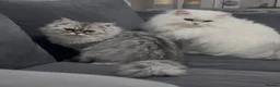 Persian cats for sale: Persian chilchilla & doll face babies  - Advert 11