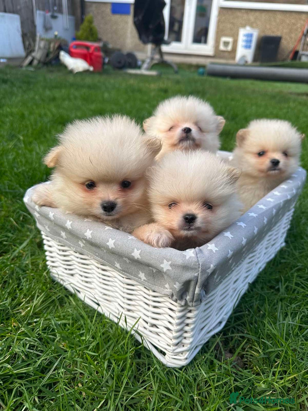 Pomeranian dogs for sale: Adorable Pomeranian Puppies for Sale!  - Image 18