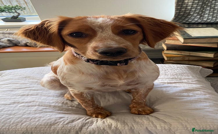 Mixed Breed dogs for sale - Advert 1