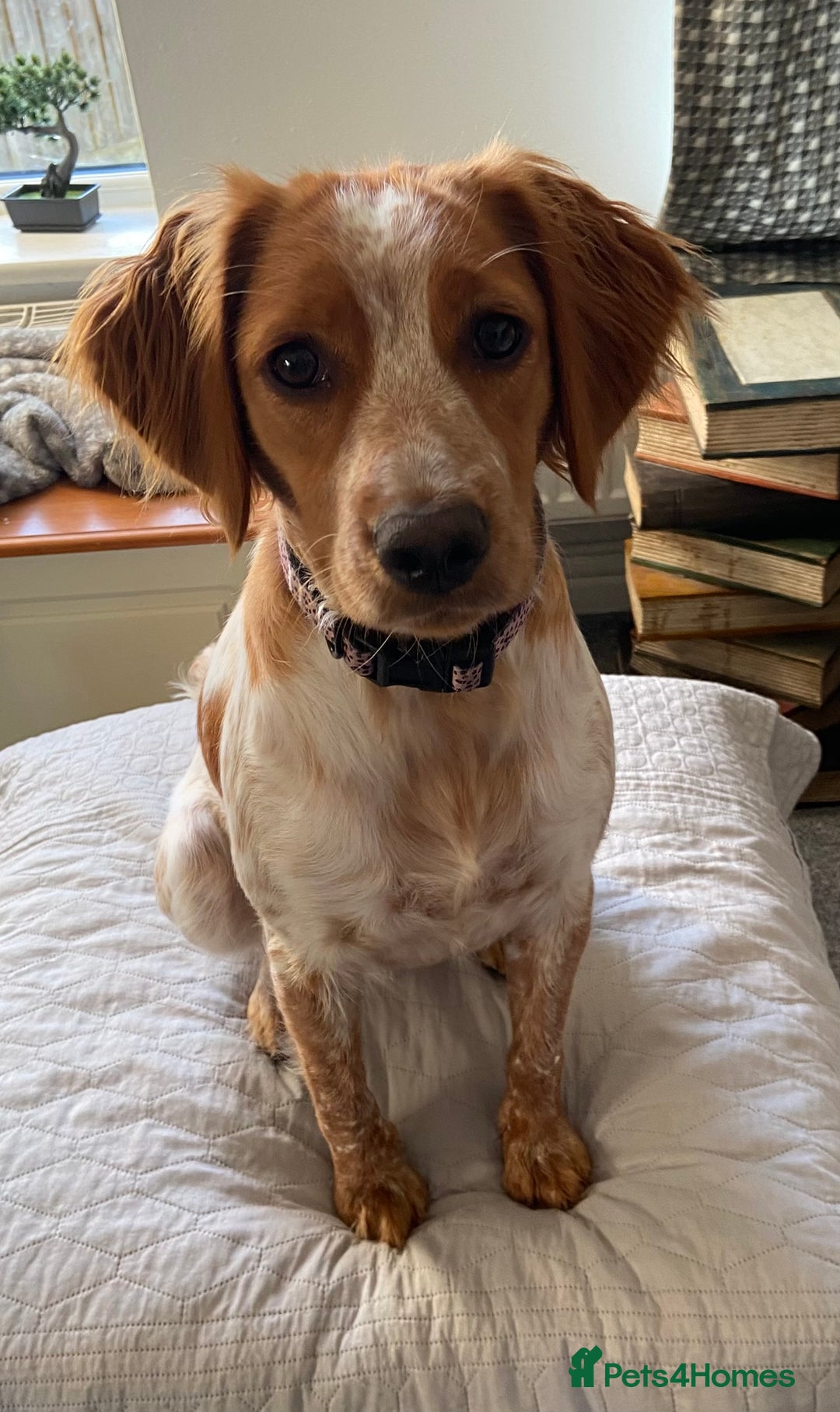 Mixed Breed dogs for sale: Brittany spaniel - Image 1
