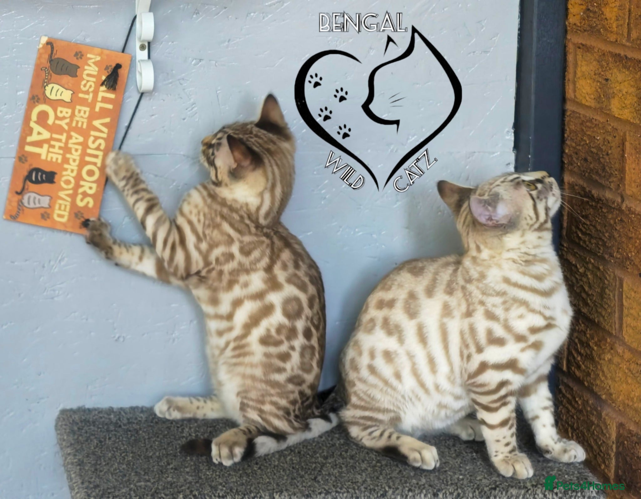 Bengal cats for sale: 4 beautiful bengal boys ready to leave now - Advert 19