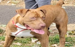 Mixed Breed dogs for sale: 	Castro – Gentle Cane Corso x Bully 🐶💛 - Image 2