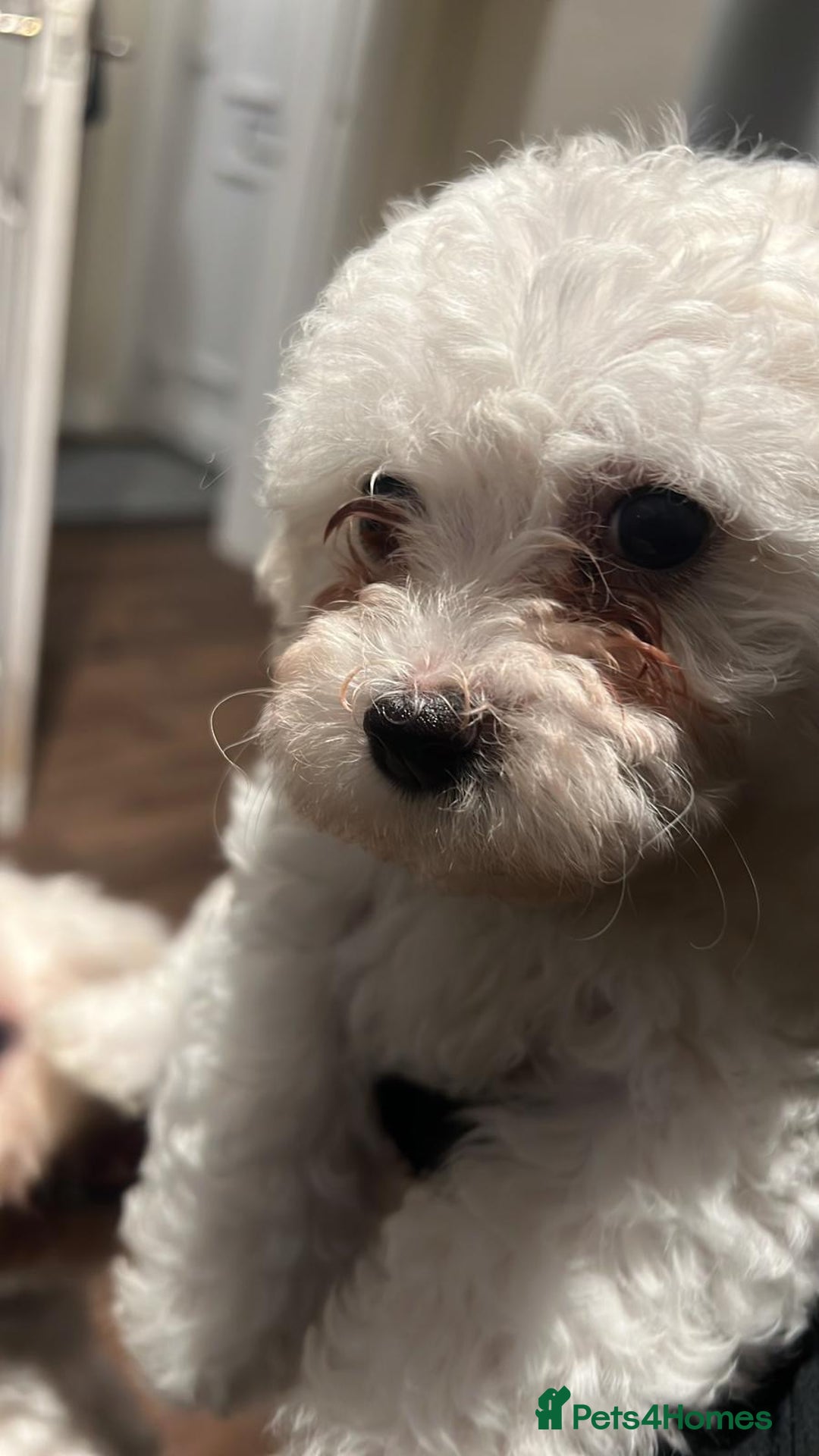 Maltese dogs for sale: Adorable Maltese female puppy - Advert 4