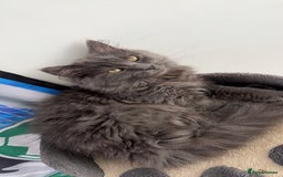 Mixed Breed cats for sale: Kitten for sale - Image 2