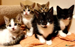 Mixed Breed cats for sale: 5 Gorgeous & Playful Kittens - Image 15