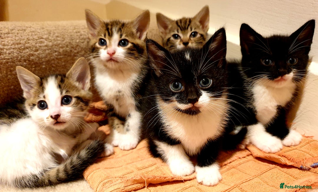 Mixed Breed cats for sale: 5 Gorgeous & Playful Kittens - Image 15