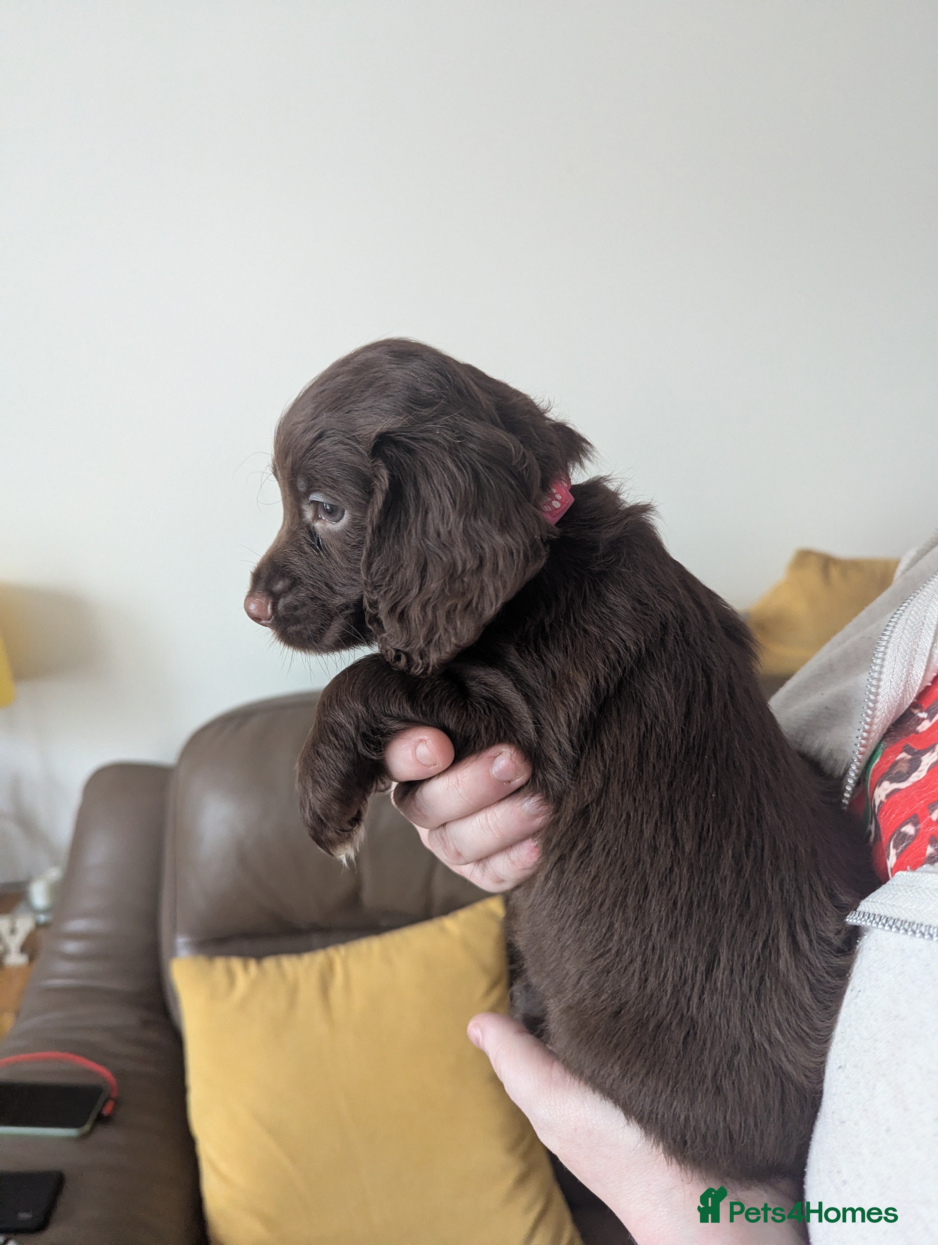 Sprocker dogs Beautiful Sprocker Puppies  - Advert 2