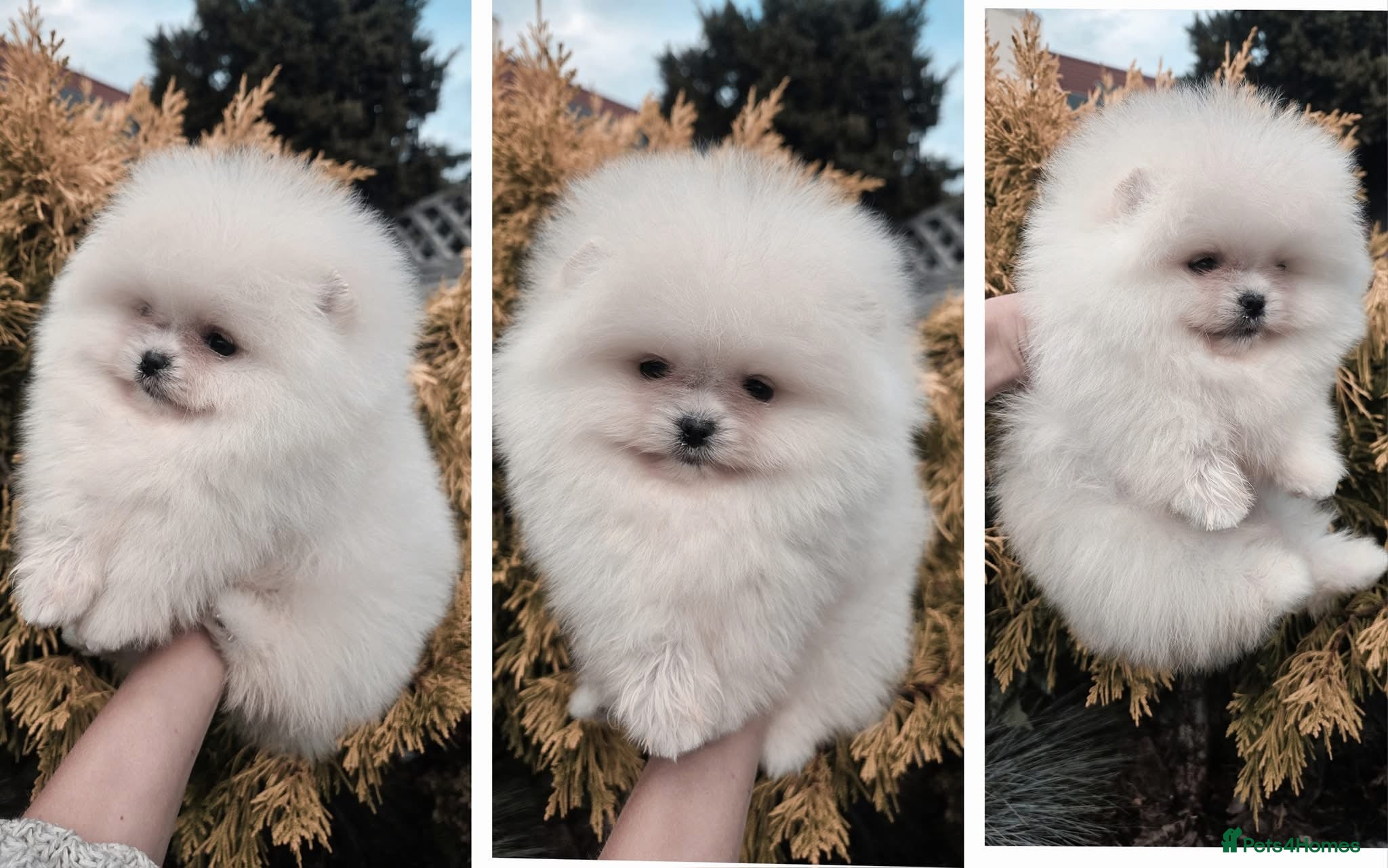 Pomeranian dogs for sale: Xxxx small pure white KC puppies  - Advert 4