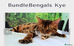 Bengal cats for sale: STUNNING BROWN MALE BENGAL;TICA REG) - Image 1