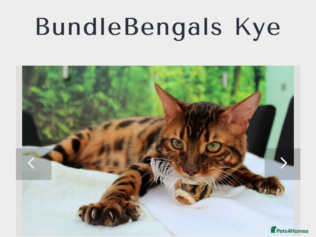 Bengal cats for sale: STUNNING BROWN MALE BENGAL;TICA REG) - Image 1