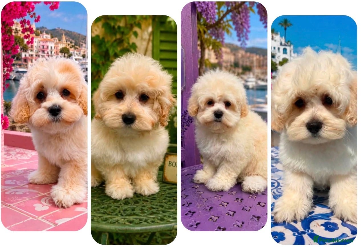 Maltipoo dogs Maltipoo puppies exceptional quality  - Advert 1