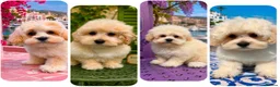 Maltipoo dogs for sale: Maltipoo puppies exceptional quality  - Advert 1
