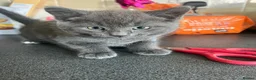 Mixed Breed cats for sale: Stunning Kittens Ready Now - Advert 6