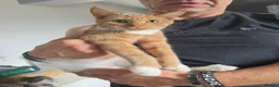 Mixed Breed cats for sale: Ragdoll x blue russian kittens - Advert 3