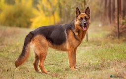 German Shepherd dogs for sale: German shepherd  - Advert 6