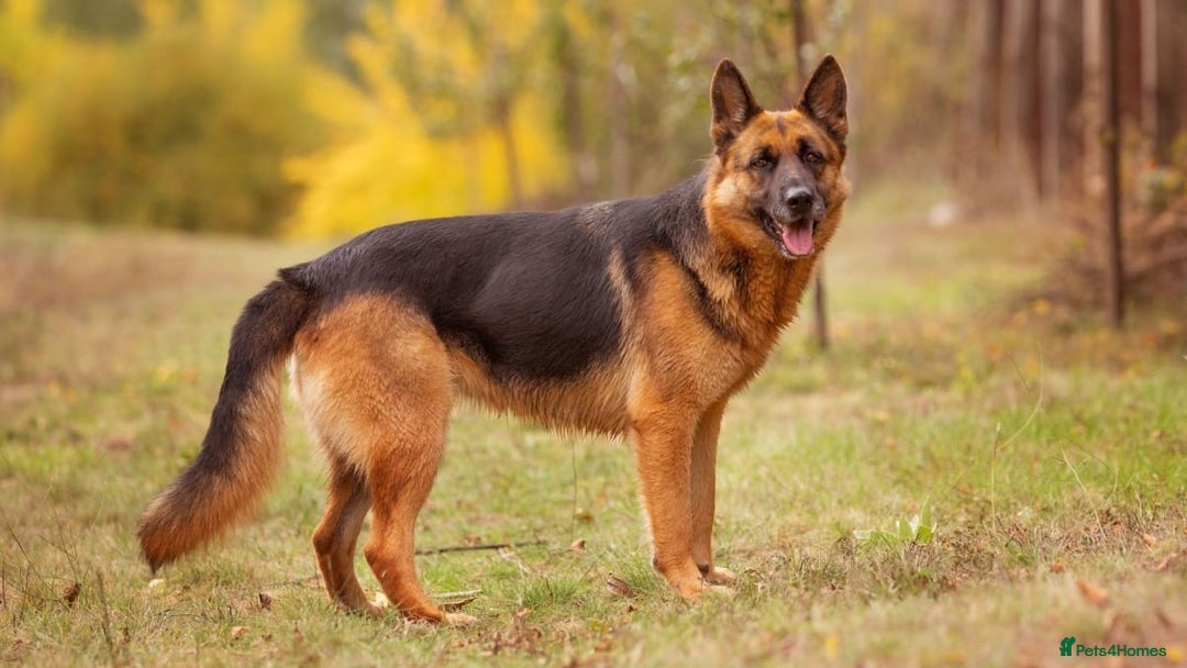 German Shepherd dogs for sale: German shepherd  - Advert 6