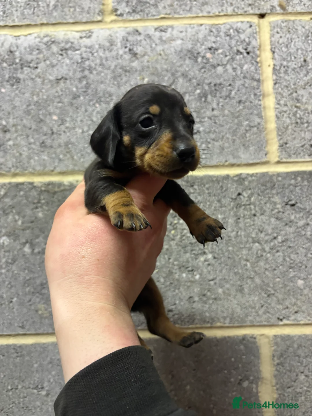 Miniature Dachshund dogs for sale: 5 stunning Dachshund puppies  in Redcar - Advert 8