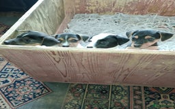 Patterjack dogs for sale: Patterdale x Russell puppies  - Image 1