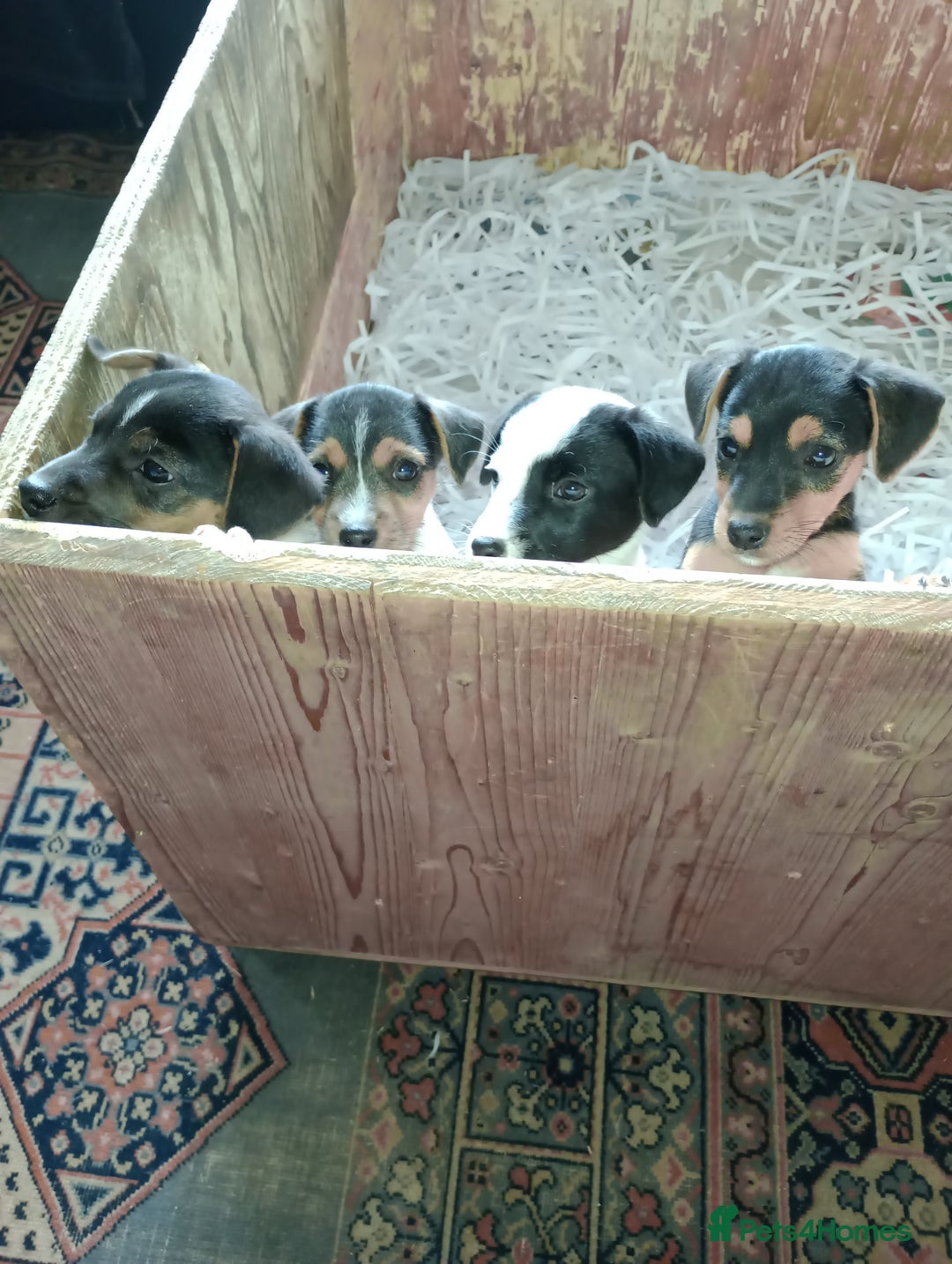 Patterjack dogs for sale: Patterdale x Russell puppies  - Image 1