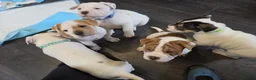 Mixed Breed dogs for sale: Shar pei mix puppys  in Birmingham - Advert 11