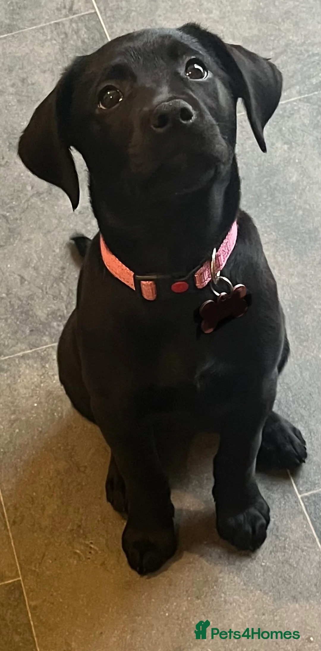 Labrador Retriever dogs for sale: Beautiful lab female  - Advert 24