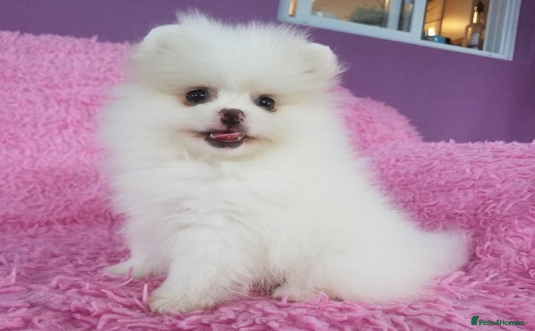 Pomeranian dogs - Advert 1