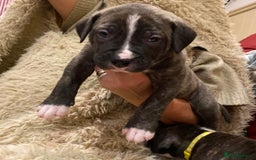 Staffordshire Bull Terrier dogs for sale: 7 staffy cross puppy’s ready for  ** !!! - Advert 2