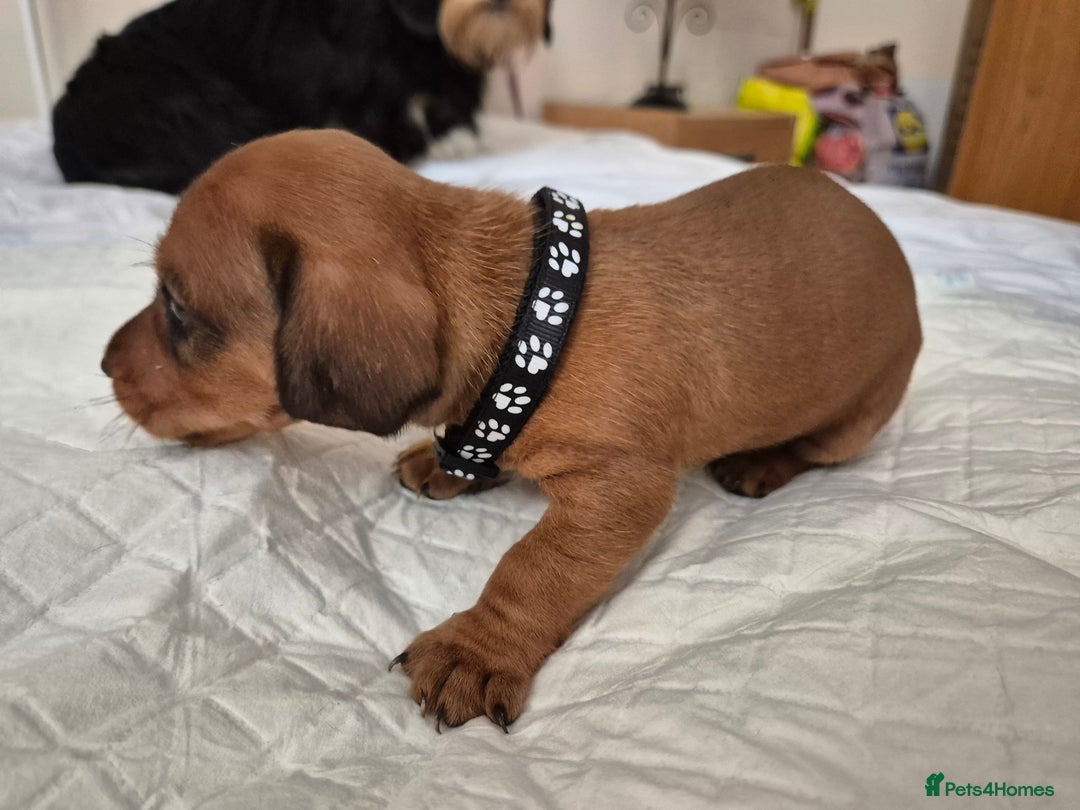 Dachshund dogs for sale: Smooth Haired Dachshund puppies - Advert 5