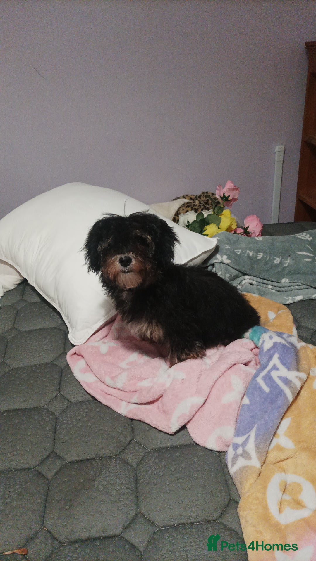 Maltipoo dogs for sale: Beautiful Maltipoo puppies  - Advert 28