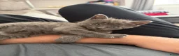 Mixed Breed cats for sale: Beautiful Kittens For Sale - Advert 3