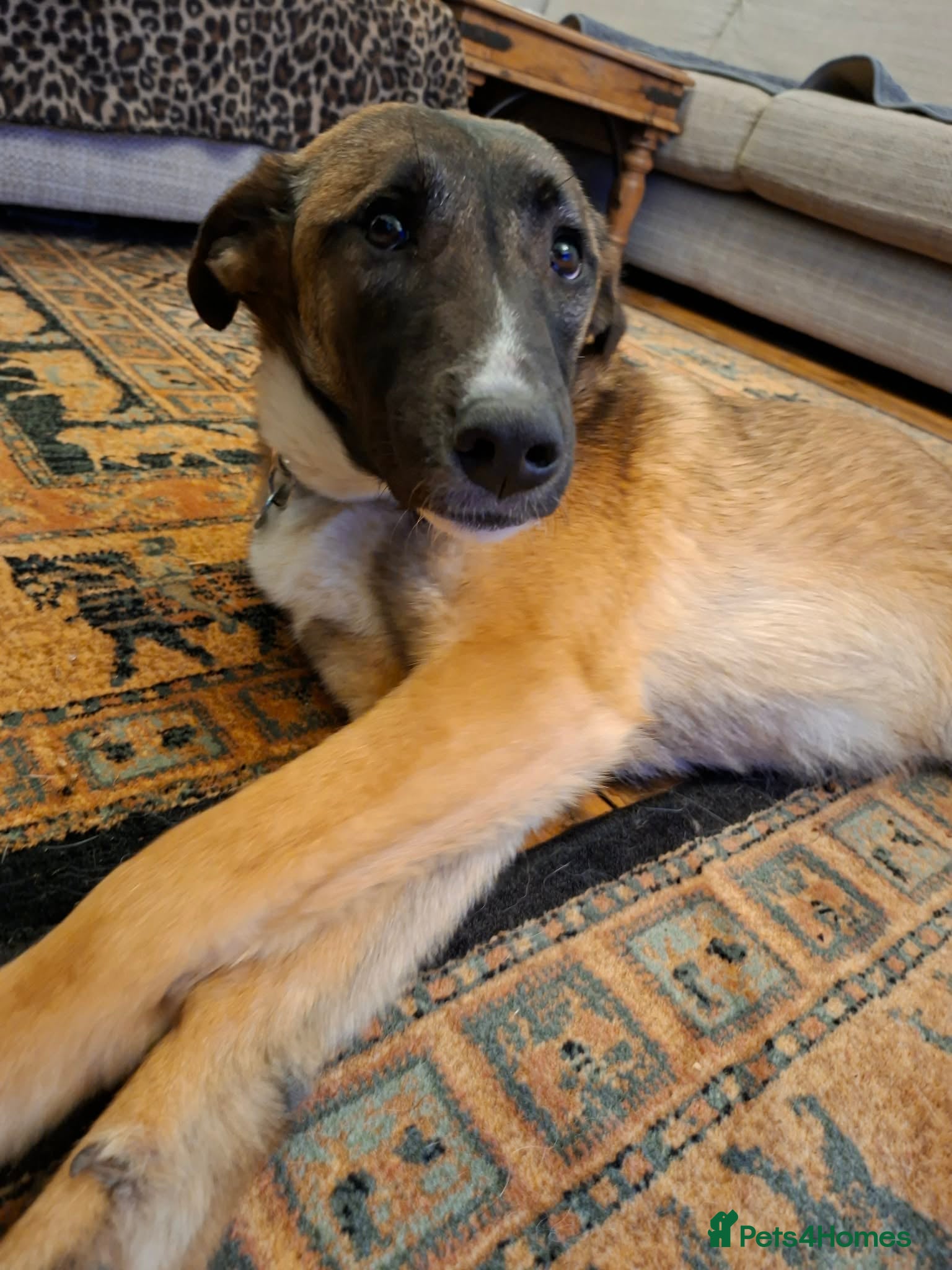 Mixed Breed dogs for adoption: Rox - north Walsham Norfolk  in North Walsham - Advert 11