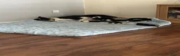 Border Collie dogs for sale: Puppies for sale  - Advert 16