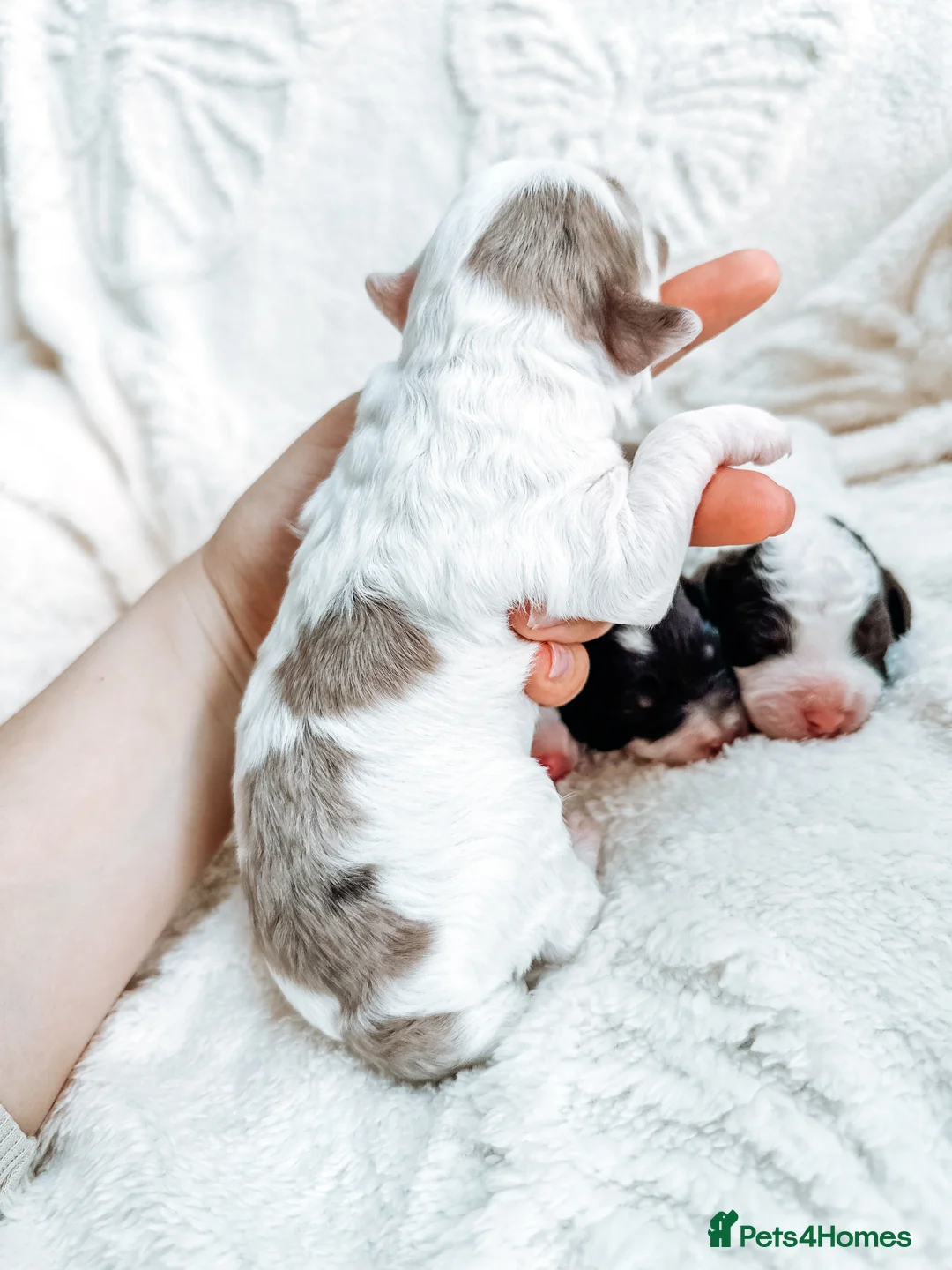 Cavapoo dogs for stud: Premium Cavapoo Chocolate Phantom Parti Stud  in Rickmansworth - Advert 13