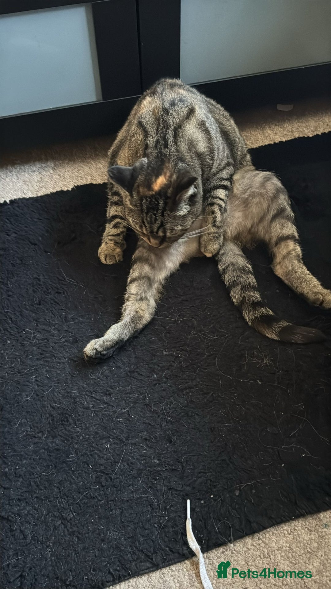 British Shorthair cats for sale: Tabby kittens  - Image 6