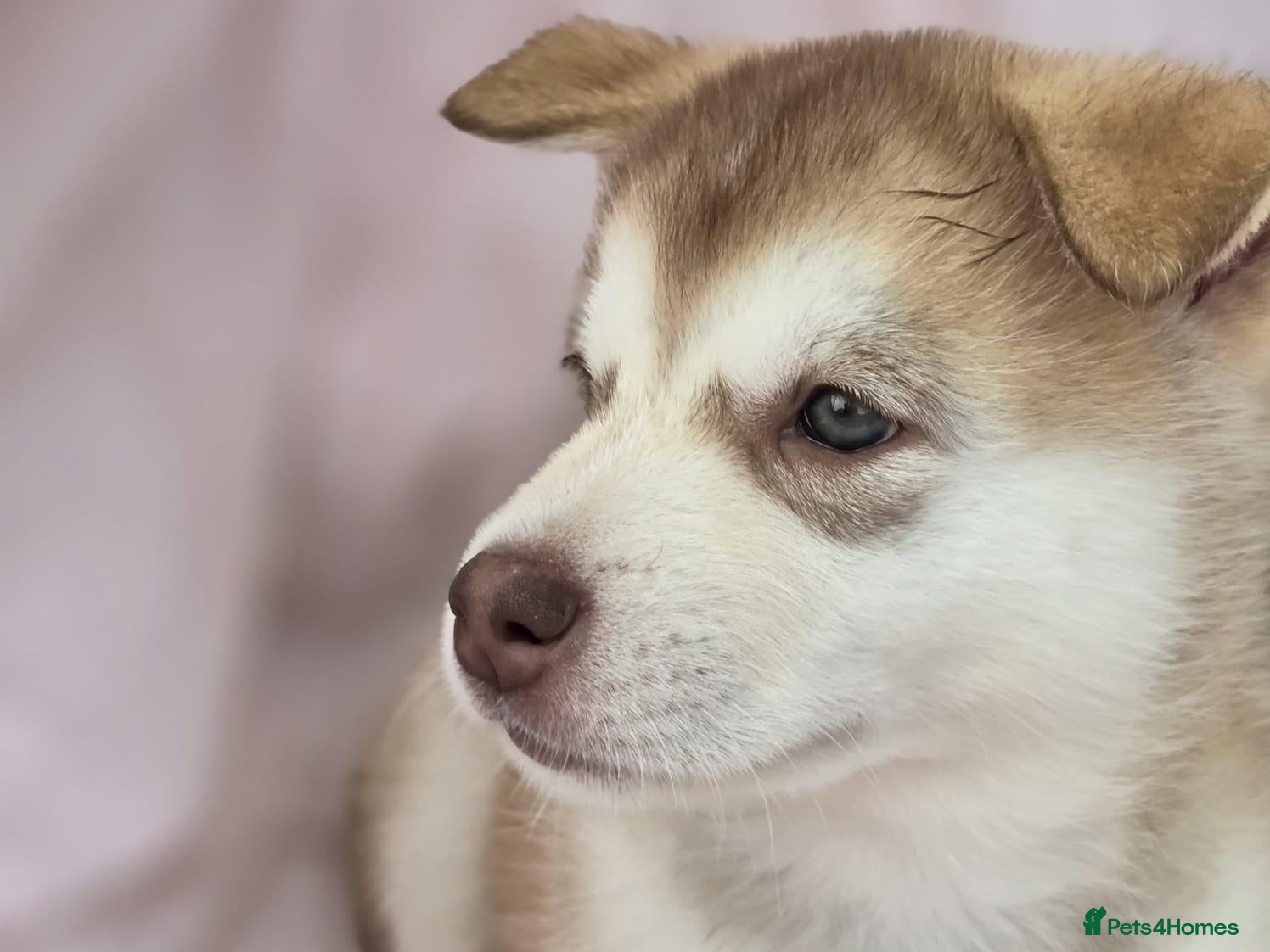 Alaskan Malamute dogs Beautiful Female Alaskan Malamute Puppy - Advert 3