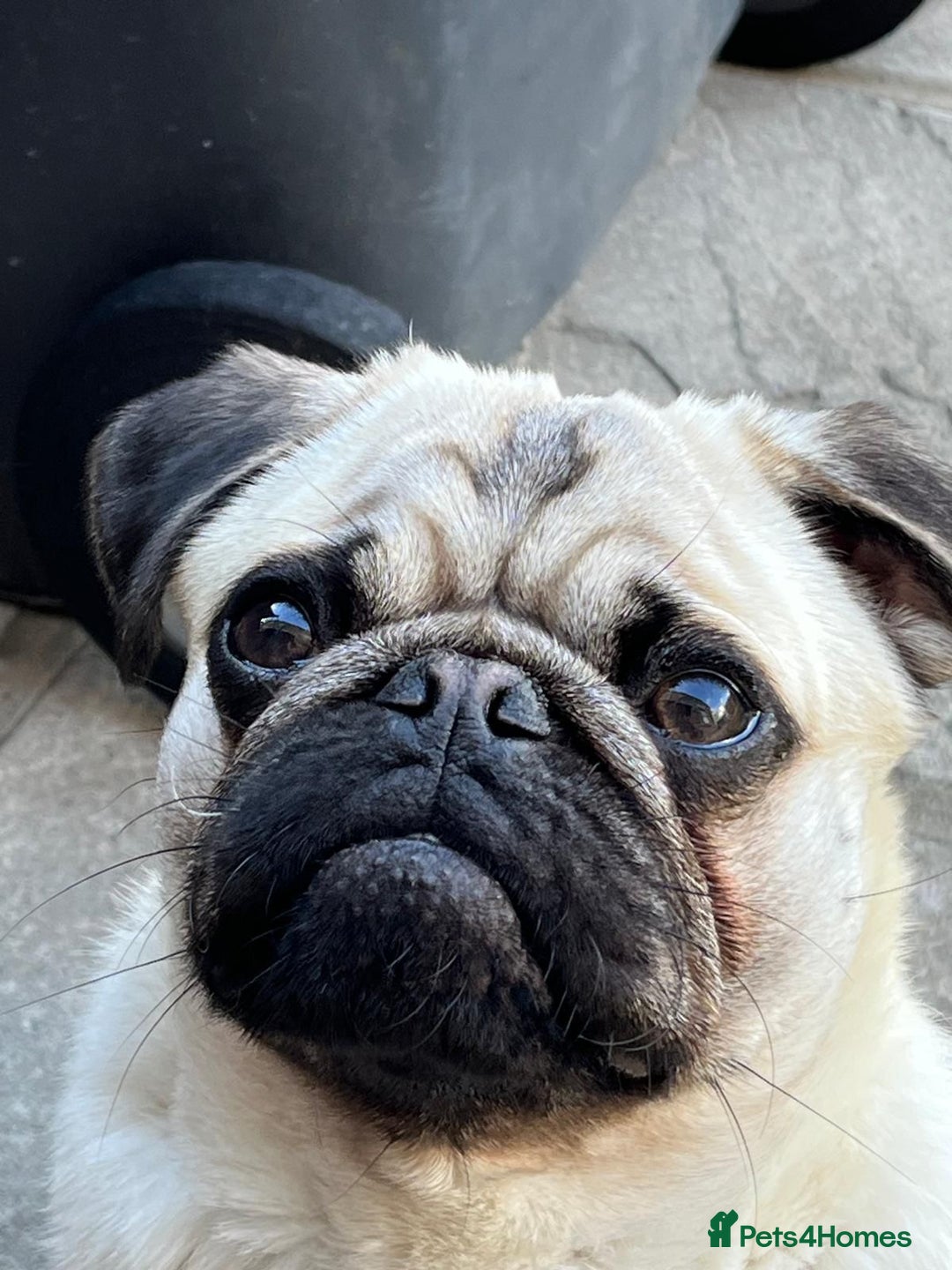 Pug dogs for stud: KC registered Pug for stud  - Advert 4