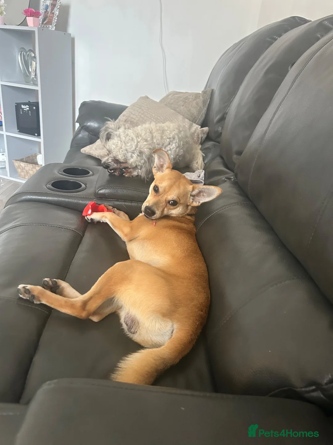 Mixed Breed dogs for sale: 6 month old Jack Russel / Pomeranian boy  - Advert 4