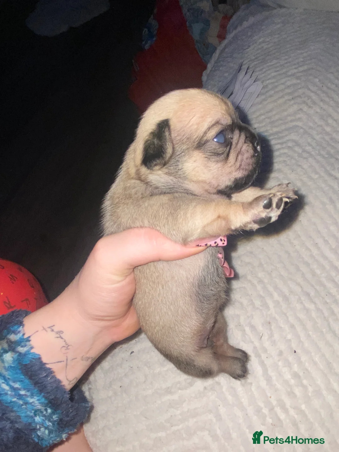 Chug dogs for sale: 3 beautiful chug puppy’s 😍🏡 - Advert 3