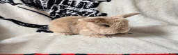 Mini Lop rabbits for sale: Stunning mini lops available  - Advert 13