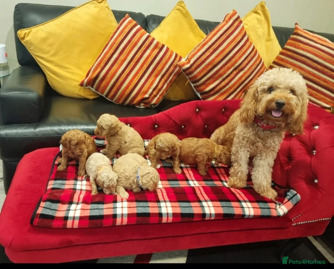 Miniature Poodle dogs for stud: RUPERT MINIATURE POODLE in Southampton - Advert 19
