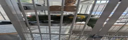 Parrots birds for sale: Amazon parrot  in Clacton-on-Sea - Advert 8