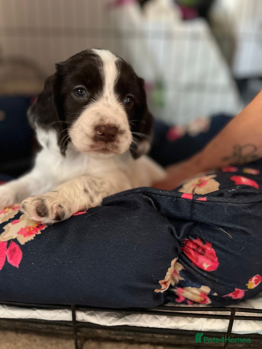 Cocker Spaniel dogs for sale: Litter of 6 - Image 14