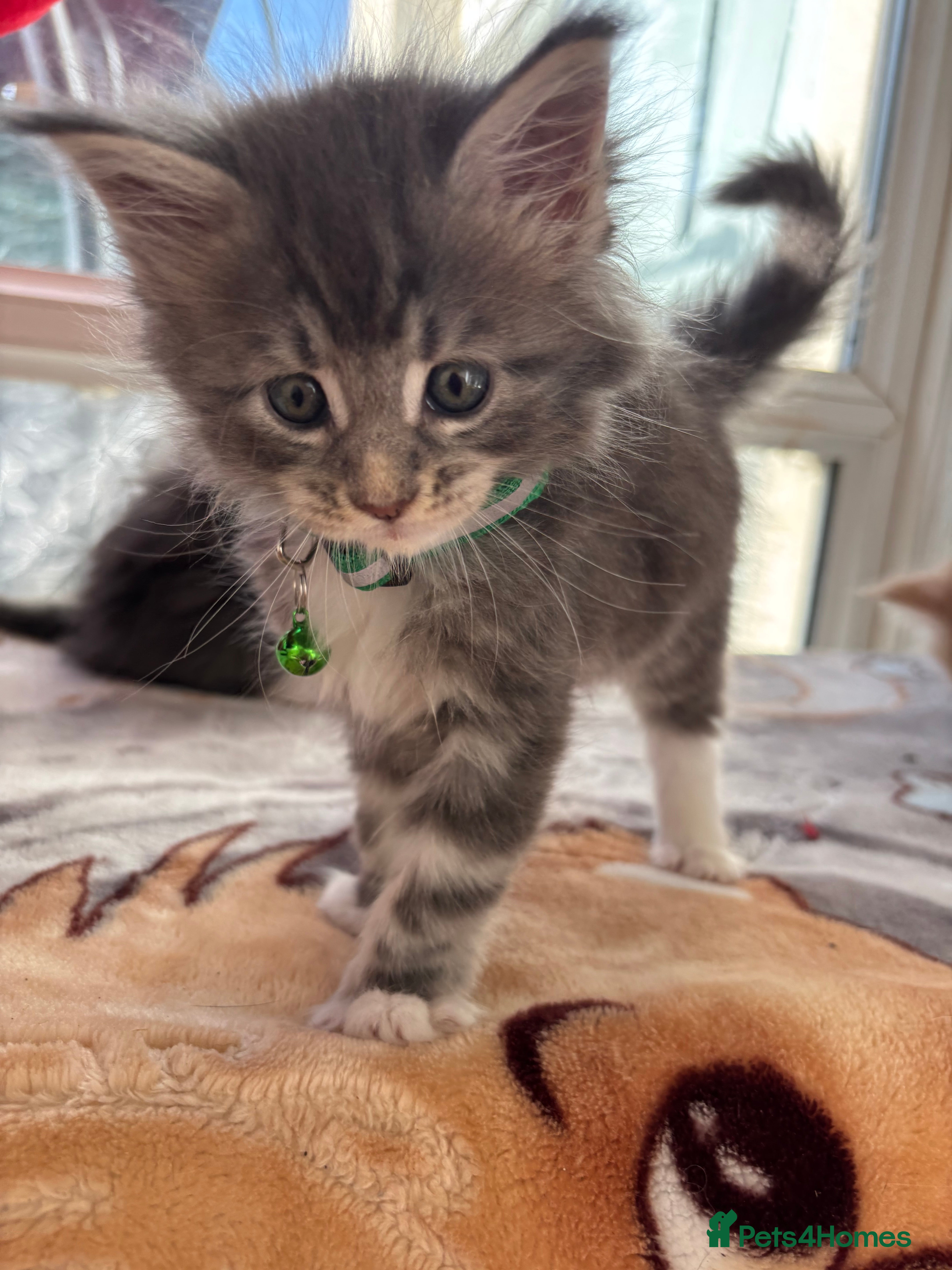 Maine Coon cats Maine coon kittens - Advert 2
